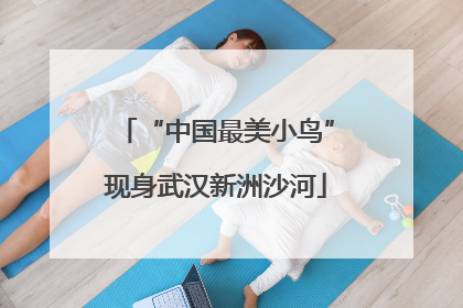 “中国最美小鸟”现身武汉新洲沙河
