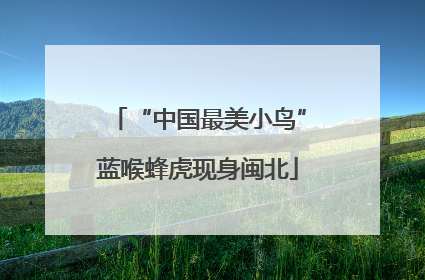 “中国最美小鸟”蓝喉蜂虎现身闽北