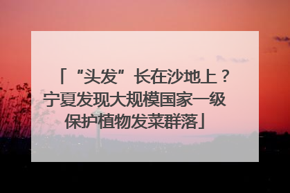 “头发”长在沙地上？宁夏发现大规模国家一级保护植物发菜群落