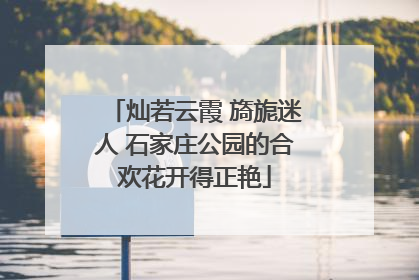灿若云霞 旖旎迷人 石家庄公园的合欢花开得正艳