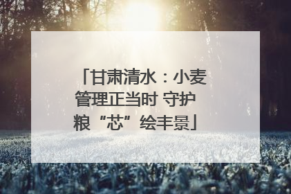 甘肃清水：小麦管理正当时 守护粮“芯”绘丰景