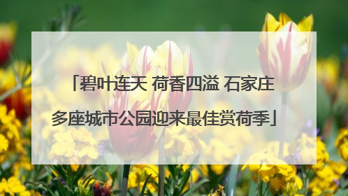 碧叶连天 荷香四溢 石家庄多座城市公园迎来最佳赏荷季