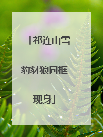 祁连山雪豹豺狼同框现身