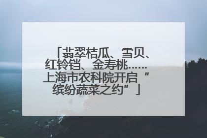 翡翠桔瓜、雪贝、红铃铛、金寿桃……上海市农科院开启“缤纷蔬菜之约”