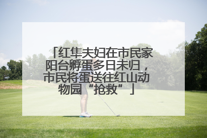 红隼夫妇在市民家阳台孵蛋多日未归，市民将蛋送往红山动物园“抢救”