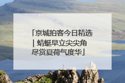 京城拍客今日精选｜蜻蜓早立尖尖角 尽赏夏荷气度华