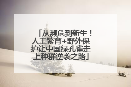 从濒危到新生！人工繁育+野外保护让中国绿孔雀走上种群逆袭之路
