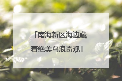 南海新区海边藏着绝美鸟浪奇观