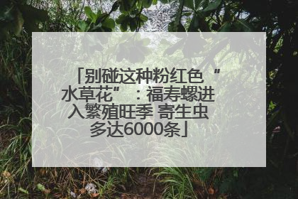 别碰这种粉红色“水草花”：福寿螺进入繁殖旺季 寄生虫多达6000条