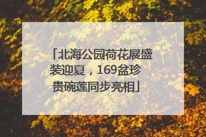 北海公园荷花展盛装迎夏，169盆珍贵碗莲同步亮相