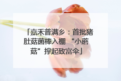 嘉禾普满乡：首批猪肚菇菌棒入棚 “小蘑菇”撑起致富伞