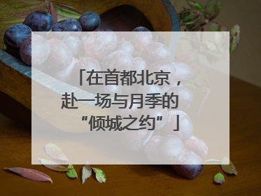 在首都北京，赴一场与月季的“倾城之约”