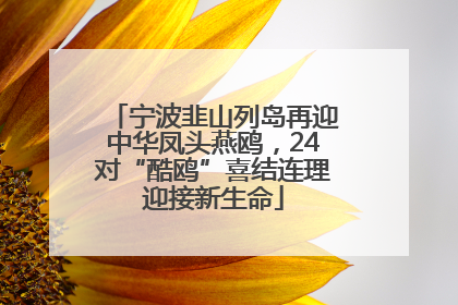宁波韭山列岛再迎中华凤头燕鸥，24对“酷鸥”喜结连理迎接新生命