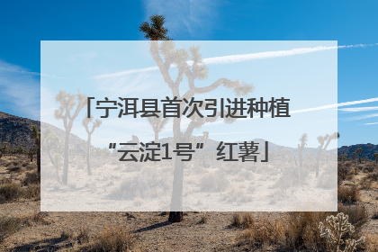 宁洱县首次引进种植“云淀1号”红薯