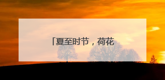 夏至时节，荷花初绽，市民游客公园寻觅荷香雅韵