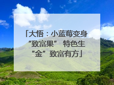 大悟：小蓝莓变身“致富果” 特色生“金”致富有方
