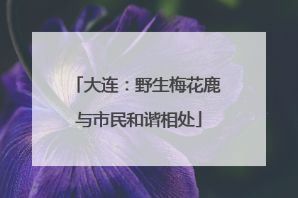 大连：野生梅花鹿与市民和谐相处