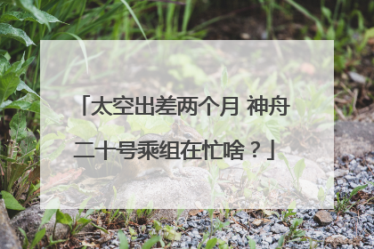 太空出差两个月 神舟二十号乘组在忙啥？