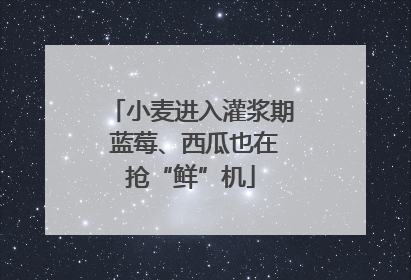 小麦进入灌浆期 蓝莓、西瓜也在抢“鲜”机