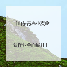 山东青岛小麦收获作业全面展开