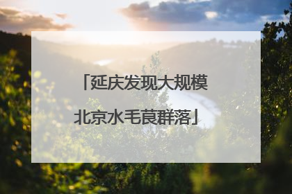 延庆发现大规模北京水毛茛群落