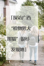 探访广西“植物界大熊猫”银杉发现地