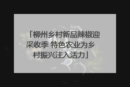 柳州乡村新品辣椒迎采收季 特色农业为乡村振兴注入活力