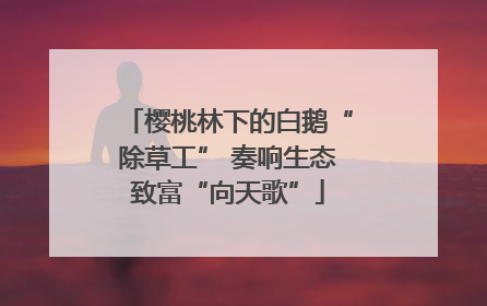 樱桃林下的白鹅“除草工” 奏响生态致富“向天歌”