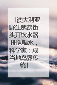 澳大利亚野生鹦鹉街头开饮水器排队喝水，科学家：成当地鸟界传统