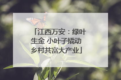 江西万安：绿叶生金 小叶子撬动乡村共富大产业