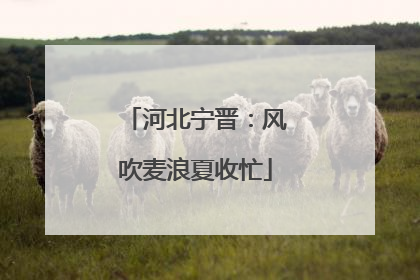 河北宁晋：风吹麦浪夏收忙