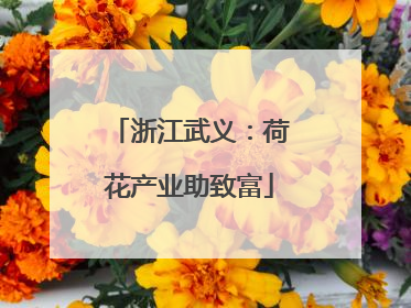 浙江武义：荷花产业助致富