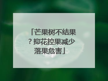 芒果树不结果？抑花控果减少落果危害
