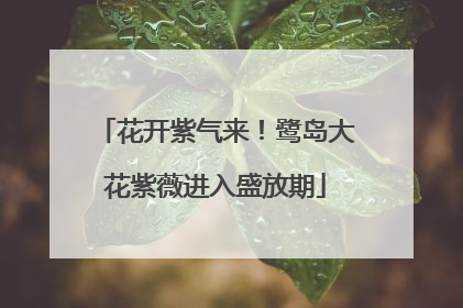 花开紫气来！鹭岛大花紫薇进入盛放期