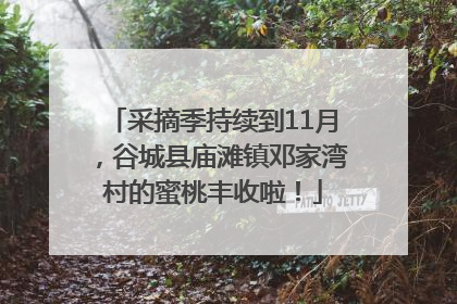 采摘季持续到11月，谷城县庙滩镇邓家湾村的蜜桃丰收啦！