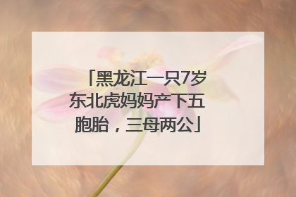 黑龙江一只7岁东北虎妈妈产下五胞胎，三母两公