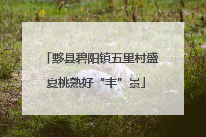 黟县碧阳镇五里村盛夏桃熟好“丰”景