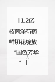 1.2亿枝菏泽芍药鲜切花绽放“国色芳华”