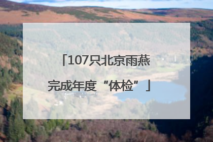 107只北京雨燕完成年度“体检”